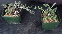Load image into Gallery viewer, Senecio herreanus