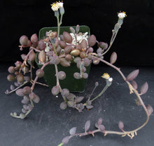 Load image into Gallery viewer, Senecio herreanus