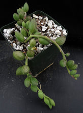 Load image into Gallery viewer, Senecio herreanus