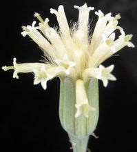 Load image into Gallery viewer, Senecio descoingsii
