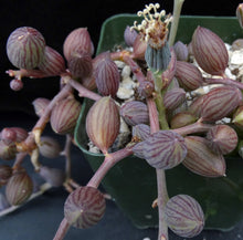 Load image into Gallery viewer, Senecio herreanus