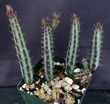 Load image into Gallery viewer, Senecio stapiliiformis
