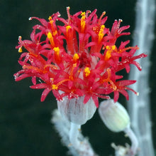 Load image into Gallery viewer, Senecio stapiliiformis cv. 'Kilimanjaro'