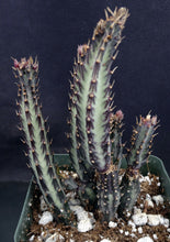 Load image into Gallery viewer, Senecio stapiliiformis