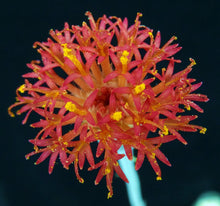 Load image into Gallery viewer, Senecio stapiliiformis cv. 'Kilimanjaro'