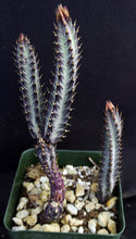 Load image into Gallery viewer, Senecio stapiliiformis