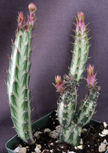 Load image into Gallery viewer, Senecio stapiliiformis