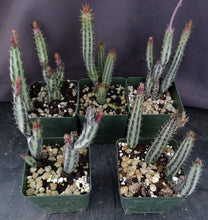 Load image into Gallery viewer, Senecio stapiliiformis