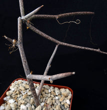 Load image into Gallery viewer, Seyrigia gracilis