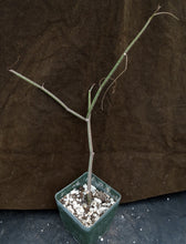 Load image into Gallery viewer, Seyrigia gracilis