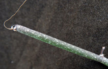 Load image into Gallery viewer, Seyrigia gracilis