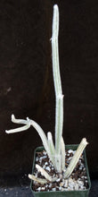 Load image into Gallery viewer, Seyrigia humbertii