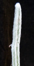 Load image into Gallery viewer, Seyrigia humbertii