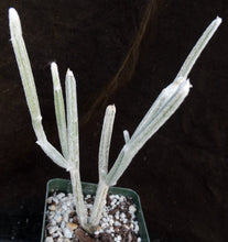 Load image into Gallery viewer, Seyrigia humbertii