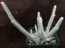 Load image into Gallery viewer, Seyrigia humbertii