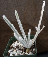 Load image into Gallery viewer, Seyrigia humbertii