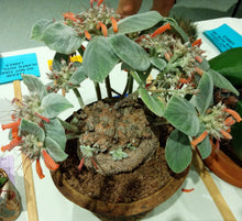 Load image into Gallery viewer, Sinningia leucotricha