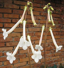 Load image into Gallery viewer, Sinningia tubiflora
