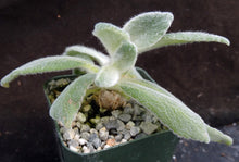 Load image into Gallery viewer, Sinningia leucotricha