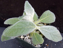 Load image into Gallery viewer, Sinningia leucotricha