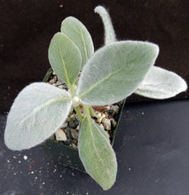 Load image into Gallery viewer, Sinningia leucotricha