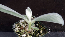 Load image into Gallery viewer, Sinningia leucotricha