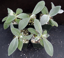 Load image into Gallery viewer, Sinningia leucotricha