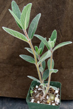 Load image into Gallery viewer, Sinningia tubiflora