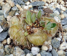 Load image into Gallery viewer, Sinningia tubiflora