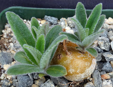Load image into Gallery viewer, Sinningia tubiflora