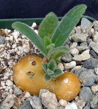 Load image into Gallery viewer, Sinningia tubiflora