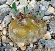 Load image into Gallery viewer, Sinningia tubiflora