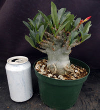 Load image into Gallery viewer, Adenium 'Thai Socotranum' (L)