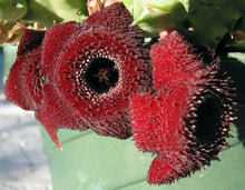 Load image into Gallery viewer, Huernia x 'Spiny Norman'