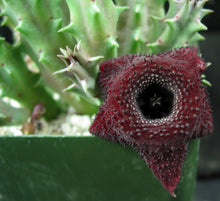 Load image into Gallery viewer, Huernia x 'Spiny Norman'