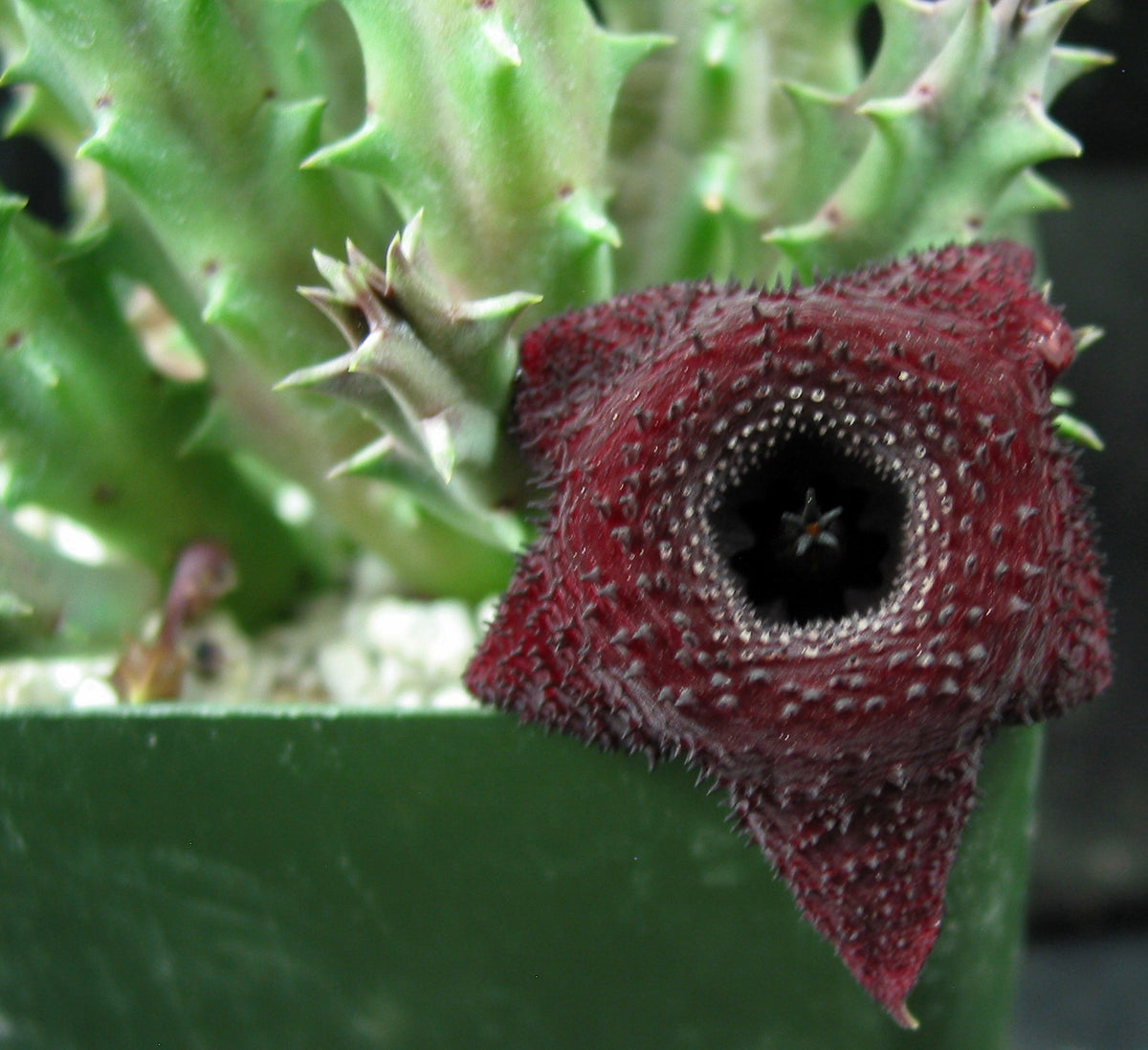 Huernia x 'Spiny Norman' – Kyle's Plants