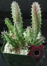 Load image into Gallery viewer, Huernia x 'Spiny Norman'