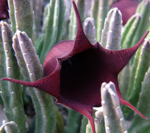 Load image into Gallery viewer, Stapelia leendertziae *Big Bell Shaped Flowers*