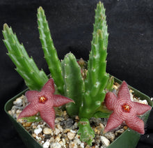 Load image into Gallery viewer, Stapelia paniculata v. scitula