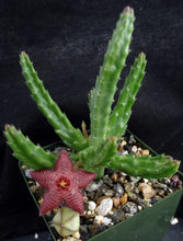 Load image into Gallery viewer, Stapelia paniculata v. scitula