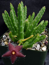 Load image into Gallery viewer, Stapelia paniculata v. scitula