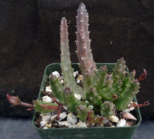 Load image into Gallery viewer, Stapelia schinzii