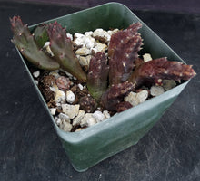 Load image into Gallery viewer, Stapelia schinzii