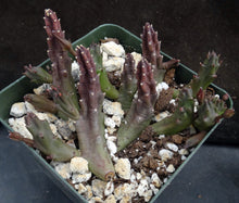 Load image into Gallery viewer, Stapelia schinzii