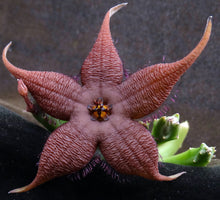 Load image into Gallery viewer, Stapelia schinzii