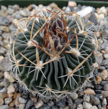 Load image into Gallery viewer, Stenocactus erectocentrus "Cinco De Mayo Lau 738"