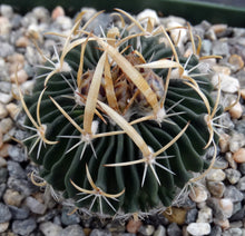 Load image into Gallery viewer, Stenocactus erectocentrus "Cinco De Mayo Lau 738"