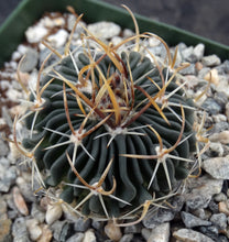 Load image into Gallery viewer, Stenocactus erectocentrus "Cinco De Mayo Lau 738"