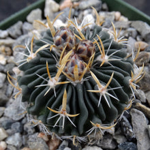 Load image into Gallery viewer, Stenocactus erectocentrus "Cinco De Mayo Lau 738"
