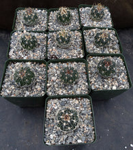 Load image into Gallery viewer, Stenocactus erectocentrus "Cinco De Mayo Lau 738"